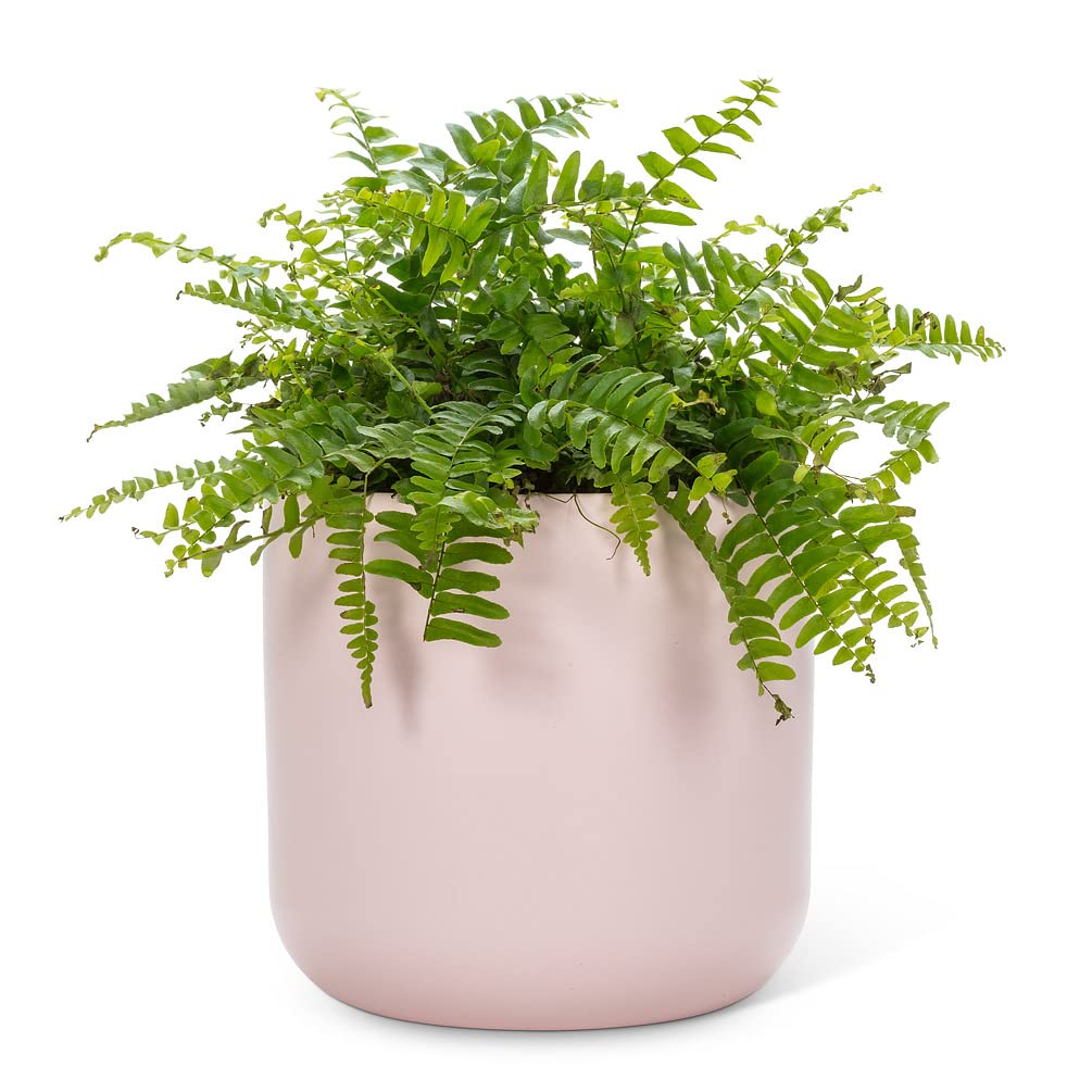 Abbott Collection Large Classic Planter-7" H - Image 3